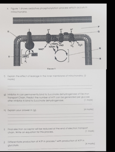 Figure 1 shows axidative phosphorylation process which occurs in
mit o chondria.
…  …   
Elgure 1
f] Explain the effect of leakage in the inner membrane of mitochondria. [2
marks]
_
_
g) Inhibitor A can permanently bird to Succinate dehydrogenase of Electron
Transport Chain. Predict the number of ATP can be generated per glucose
after inhibitor A bind to Succinate detydrogenase. [1 mark]
_
h] Explain your answer in C. [4 marks]
_
_
_
_
i) Final electron acceptor will be reduced alt the end of electron fransport |1 mark]
chain. Write an equation for this process.
_
[] Differentiate production of ATP in process T with production of ATP in [4 marks]
_
glycolysis.