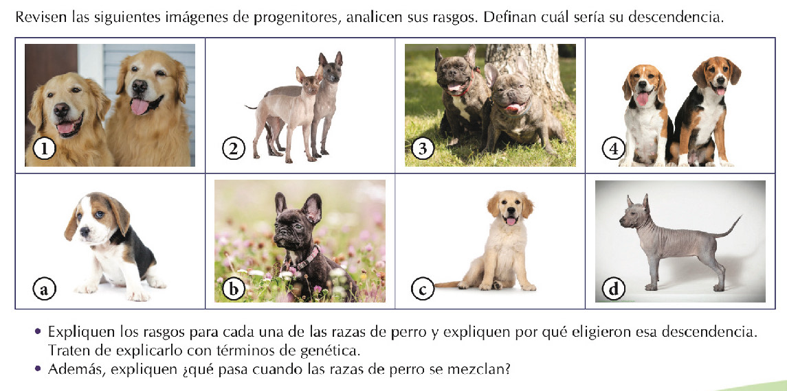 Revisen las siguientes imágenes de progenitores, analicen sus rasgos. Definan cuál sería su descendencia. 
Expliquen los rasgos para cada una de las razas de perro y expliquen por qué eligieron esa descendencia. 
Traten de explicarlo con términos de genética. 
Además, expliquen ¿qué pasa cuando las razas de perro se mezclan?