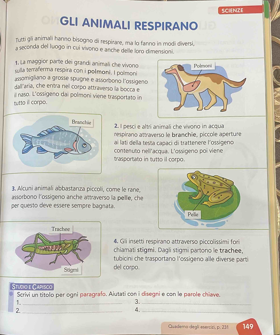 SCIENZE 
GLI ANIMALI RESPIRANO 
Tutti gli animali hanno bisogno di respirare, ma lo fanno in modi diversi, 
a seconda del luogo in cui vivono e anche delle loro dimensioni. 
1. La maggior parte dei grandi animali che vivono 
sulla terraferma respira con i polmoni. I polmoni 
assomigliano a grosse spugne e assorbono l’ossigeno 
dall’aria, che entra nel corpo attraverso la bocca e 
il naso. L’ossigeno dai polmoni viene trasportato in 
tutto il corpo. 
2. I pesci e altri animali che vivono in acqua 
respirano attraverso le branchie, piccole aperture 
ai lati della testa capaci di trattenere l’ossigeno 
contenuto nell’acqua. L’ossigeno poi viene 
trasportato in tutto il corpo. 
3. Alcuni animali abbastanza piccoli, come le rane, 
assorbono l’ossigeno anche attraverso la pelle, che 
per questo deve essere sempre bagnata. 
4. Gli insetti respirano attraverso piccolissimi fori 
chiamati stigmi. Dagli stigmi partono le trachee, 
tubicini che trasportano l’ossigeno alle diverse parti 
del corpo. 
Studio e Capisco 
Scrivi un titolo per ogni paragrafo. Aiutati con i disegni e con le parole chiave. 
1._ 
3._ 
2._ 
4._ 
Quaderno degli esercizi, p. 231 149