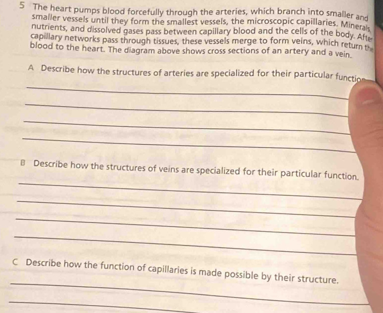 The heart pumps blood forcefully through the arteries, which branch into smaller and 
smaller vessels until they form the smallest vessels, the microscopic capillaries. Minerals 
nutrients, and dissolved gases pass between capillary blood and the cells of the body. Afte 
capillary networks pass through tissues, these vessels merge to form veins, which return the 
blood to the heart. The diagram above shows cross sections of an artery and a vein. 
A Describe how the structures of arteries are specialized for their particular functio 
_ 
_ 
_ 
_ 
_ 
B Describe how the structures of veins are specialized for their particular function. 
_ 
_ 
_ 
_ 
C Describe how the function of capillaries is made possible by their structure. 
_