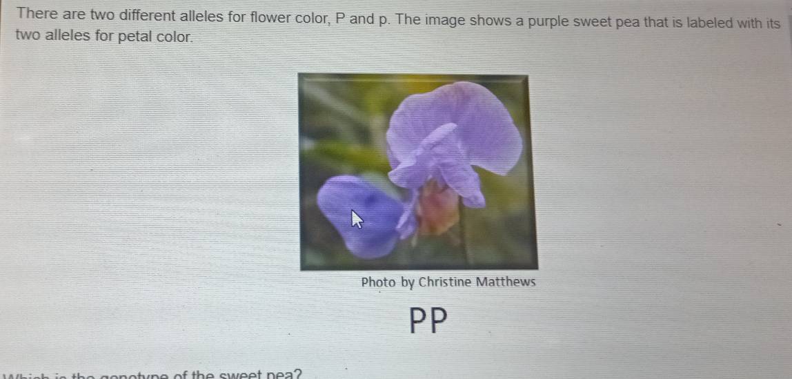 Solved: There are two different alleles for flower color, P and p. The ...
