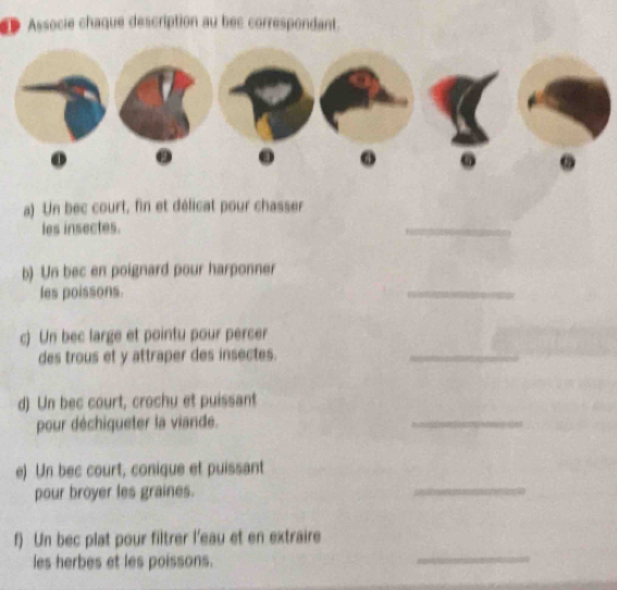 Associe chaque description au bec correspondant. 
_ 
a) Un bec court, fin et délicat pour chasser 
les insectes. 
_ 
b) Un bec en poignard pour harponner 
les poissons. 
_ 
c) Un bec large et pointu pour percer 
des trous et y attraper des insectes. 
_ 
d) Un bec court, crochu et puissant 
pour déchiqueter la viande. 
e) Un bec court, conique et puissant 
pour broyer les graines. 
_ 
f) Un bec plat pour filtrer l’eau et en extraire 
les herbes et les poissons. 
_