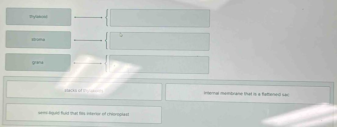 thylakoid
stroma
grana
stacks of thylakolds internal membrane that is a flattened sac
semi-liquid fluid that fills interior of chloroplast