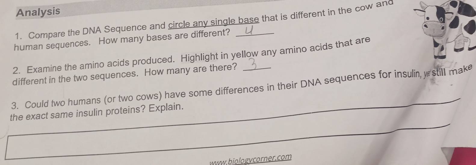 Analysis 
1. Compare the DNA Sequence and circle any single base that is different in the cow and 
human sequences. How many bases are different?_ 
2. Examine the amino acids produced. Highlight in yellow any amino acids that are 
different in the two sequences. How many are there? 
3. Could two humans (or two cows) have some differences in their DNA sequences for insulin, y still make 
_ 
the exact same insulin proteins? Explain. 
www.biologycorner.com