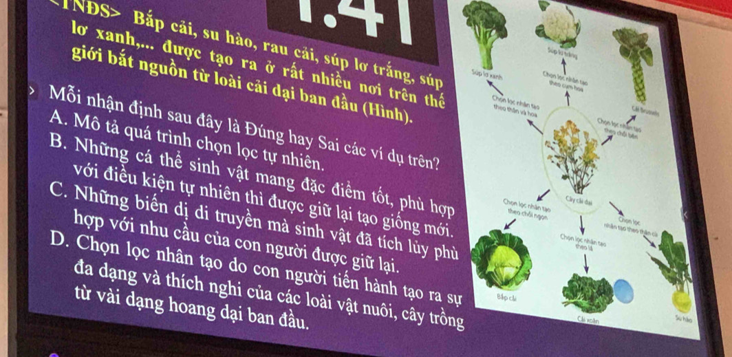 TNĐS> Bắp cải, su hào, rau cải, súp lơ trắng, súp 
lơ xanh,... được tạo ra ở rất nhiều nơi trên thế 
giới bắt nguồn từ loài cải đại ban đầu (Hình)
Mỗi nhận định sau đây là Đúng hay Sai các ví dụ trên?
A. Mô tả quá trình chọn lọc tự nhiên.
B. Những cá thể sinh vật mang đặc điểm tốt, phù hợp
với điều kiện tự nhiên thì được giữ lại tạo giống mới
C. Những biến dị di truyền mà sinh vật đã tích lủy phù
hợp với nhu cầu của con người được giữ lại.
D. Chọn lọc nhân tạo do con người tiến hành tạo ra sự
đa dạng và thích nghi của các loài vật nuôi, cây trồn
từ vài dạng hoang dại ban đầu.