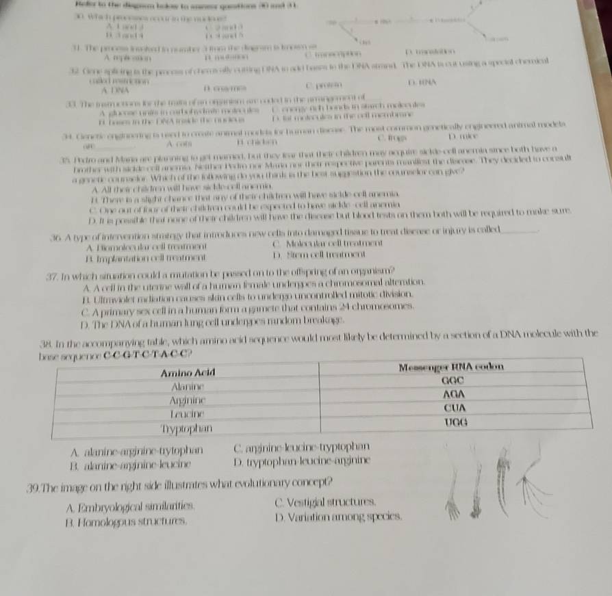 Reder to the dispern bokow to aneer questions 30 and 31
an Whach process    i te nuc o?

A t aet i        
1 a and i          
  
31. The process involed in number 3 frm the diagnsm is trosen s D. manaiation
A. replcotion 11  0 ) Cimnscaption
32. Gene splicing is the procoss of chemscally curting DNA to add bases to the DNA strand. The DNA ts cur using a special chemical
c atled resmction D. 1NA
A DNA D. cme C. protram
33. The insmuctions for the traies of an orsanism are coded in the armangement of
A. glocose unie in carbofydmite motecules C   eoongy ach bonds in siuch molecule
t. bases in the DNA tside the oudevs D. tat motecules in the ool membrane 
34. Genetic enginnering is used to create animal modes for human discase. The most common genetically engineered animal models
an
A com H chiden C. frog D. mice
35. Pedro and Mana are planning to get mamed, but they lear that their children may acquire sickle-cell anemia since both have a
brother with sicide cell anemia. Netther Pedro nor Mana nor their respective parents maniiest the discase. They decided to consult
a generic courseior. Which of the following do you think is the best suggestion the counselor can give?
A. All their children will have sidkle-cell anemia.
B. There is a slight chance that any of their children will have sickle cell anemia.
C. One out of four of their children could be expected to have sickle-cell anemia
D. It is possible that none of their children will have the discase but blood tests on them both will be required to make sure.
36. A type of intervention strategy that introduces new cells into damaged tissue to treat disease or injury is called _..
A. Biomolecular cell trearment C. Molecular cell treatment
B. Implantation ceil treatment D. Stem cell treatment
37. In which situation could a mutation be passed on to the offspring of an organism?
A. A cell in the uterine wall of a human female undergpes a chromosomal alteration.
R. Ulrvioler radiation causes skin cells to undergo uncontrolled mitotic division.
C. A primary sex cell in a human form a gamete that contains 24 chromosomes.
D. The DNA of a human lung cell undergpes random breakage.
38. In the accompanying table, which amino acid sequence would most likely be determined by a section of a DNA molecule with the
A. alanine-arginine-trytophan C. arginine-leucine-tryptophan
B. alanine-arginine-leucine D. tryptophan-leucine-arginine
39.The image on the right side illustrates what evolutionary concept?
A. Embryological similarities. C. Vestigial structures.
B. Homologous structures. D. Variation among species.