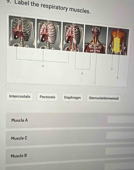 Label the respiratory muscles.
Intercostals Pectorals Diaphragm Sternocleidomastoid
Muscle A
Muscle C
Muscle B