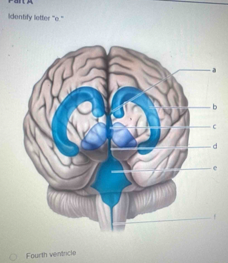 Identify letter "e." 
Fourth ventricle