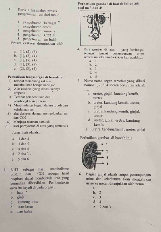 Perhatikan gambar di bawah ini untuk
soal no 3 dan 4!
1. Berikut Ini adalah proses
pengeluaran zat dari tubuh. 
1. pengeluaran keringat
2. pengcluaran feses 
3. pengeluaran urine
4. pengeluaran CO2 
5. pengeluaran air ludah
Proses ekskresi ditunjukkan olch
_
a. (1), (2), (3) 4. Dari gambar di atas yang berfungsi
sebagai tempat penampungan urine
b. (1), (2), (4) sementara sebclum diekskresikan adalah....
c. (1), (3), (4) a. 1
d. (1), (3), (5) b. 2
e. (2), (3), (4) c. 3
d. 4
Perhatikan fungsi organ di bawah ini! e. 5
1) tempat membuang zat sisa 5. Nama-nama organ tersebut yang diberi
metabolisme berupa keringat nomor 1, 2, 3, 4 secara berurutan adalah
2) Alat ekskresi yang dihasilkannya _…
empedu. a. ureter, ginjal, kandung kemih,
3) Tempat pembentukan dan uretra
pembongkaran protein. b. ureter, kandung kemih, uretra,
4) Mmelindungi bagian dalam tubuh dari ginjal
kehilangan air
5) alat ekskresi dengan mengeluarkan air c. uretra, kandung kemih, ginjal,
dan CO2 ureter
6) Menjaga tekanan osmosis d. ureter, ginjal, uretra, kandung
kemih
2. Dari pernyataan di atas, yang termasuk e. uretra, kandung kemih, ureter, ginjal
fungsi hati adalah....
a. I dan 4 Perhatikan gambar di bawah ini!
b. 1 dan 5 
c. 4 dan 4
d. 2 dan 3 
e. 5 dan 6
3. NH3 sebagai hasil metabolisme
protein, dan CO2 sebagai hasil 6. Bagian ginjal adalah tempat penampungan
respirasi dapat membentuk urea yang urinc dan selanjutnya akan mengalirkan
kemudian dibersihkan. Pembentukan urine ke ureter, ditunjukkan oleh nomo....
urea itu terjadi di pada organ .... a. 1
a. hati b. 2
b. ginjal c. 3
c. kantong urine d. 4
d. usus besar e. 2 dan 3
c. usus halus