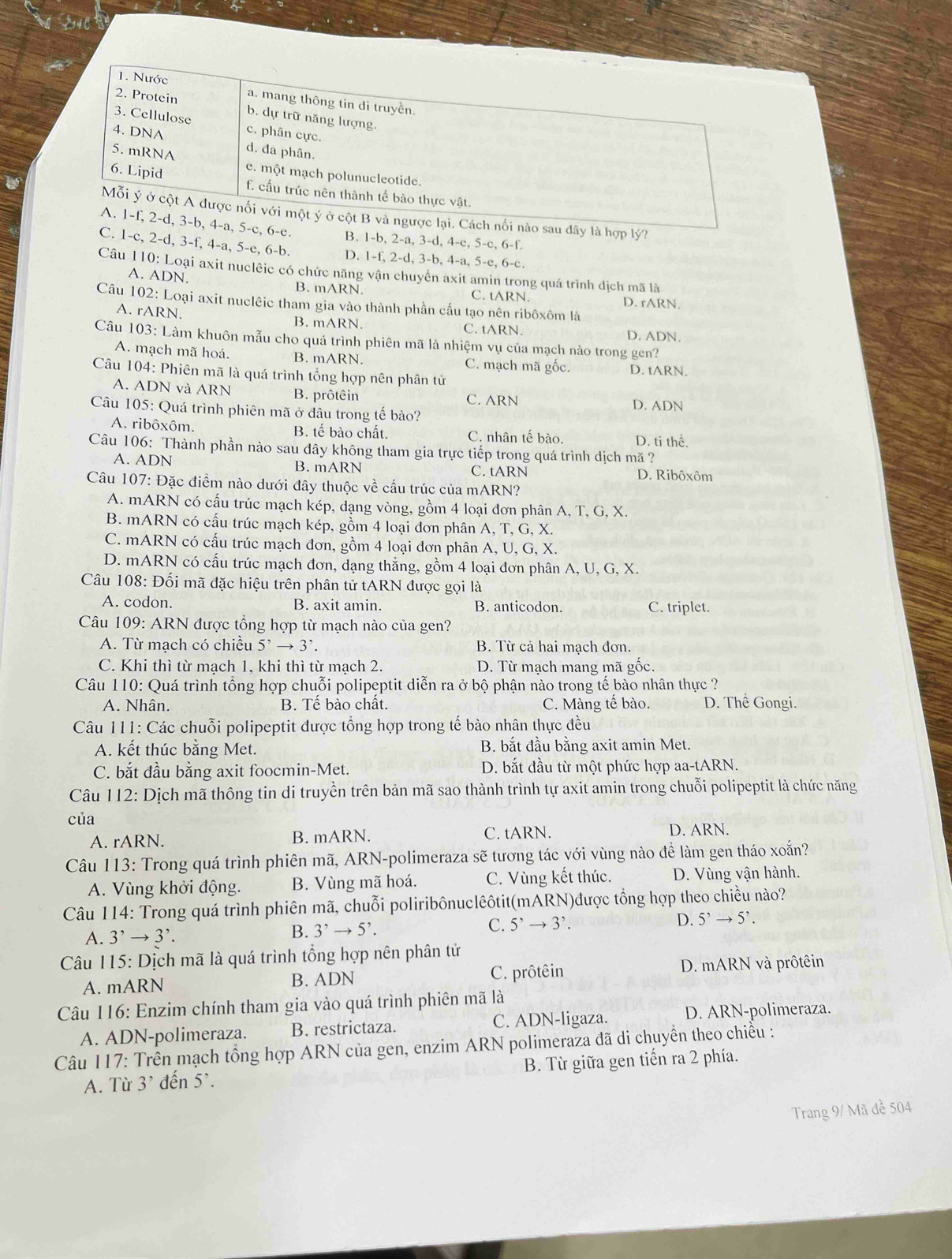 Nước
2. Protein a. mang thông tin di truyền.
3. Cellulose
b. dự trữ năng lượng.
4. DNA c. phân cực.
5. mRNA d. đa phân.
6. Lipid e. một mạch polunucleotide.
f. cấu trúc nên thành tế bào thực vật.
Mỗi ý ở cột A được nối với một ý ở cột B và ngược lại. Cách nối nào sau đây là hợp lý?
A. 1-f, 2-d, 3-b, 4-a, 5-c, 6-e. B. 1-b, 2-a, 3-d, 4-c, 5-c, 6-f.
C. 1-c, 2-d, 3-f, 4-a, 5-e, 6-b. D. 1-f, 2-d, 3-b, 4-a, 5-e, 6-c.
Câu 110: Loại axit nuclêic có chức năng vận chuyển axit amin trong quá trình dịch mã là
A. ADN. B. mARN. C. tARN.
Câu 102: Loại axit nuclêic tham gia vào thành phần cấu tạo nên ribôxôm là D. rARN.
A. rARN. B. mARN. C. tARN.
D. ADN.
Câu 103: Làm khuôn mẫu cho quá trình phiên mã là nhiệm vụ của mạch nào trong gen?
A. mạch mã hoá. B. mARN. C. mạch mã gốc. D. tARN.
Câu 104: Phiên mã là quá trình tổng hợp nên phân tử
A. ADN và ARN B. prôtêin C. ARN
Câu 105: Quá trình phiên mã ở đầu trong tế bào? D. ADN
A. ribôxôm. B. tế bào chất. C. nhân tế bào. D. ti thể.
Câu 106: Thành phần nào sau đây không tham gia trực tiếp trong quá trình dịch mã ?
A. ADN B. mARN C. tARN D. Ribôxôm
Câu 107: Đặc điểm nào dưới đây thuộc về cấu trúc của mARN?
A. mARN có cấu trúc mạch kép, dạng vòng, gồm 4 loại đơn phân A, T, G, X.
B. mARN có cấu trúc mạch kép, gồm 4 loại đơn phân A, T, G, X.
C. mARN có cấu trúc mạch đơn, gồm 4 loại đơn phân A, U, G, X.
D. mARN có cấu trúc mạch đơn, dạng thẳng, gồm 4 loại đơn phân A, U, G, X.
Câu 108: Đối mã đặc hiệu trên phân tử tARN được gọi là
A. codon. B. axit amin. B. anticodon. C. triplet.
Câu 109: ARN được tổng hợp từ mạch nào của gen?
A. Từ mạch có chiều 5^,to 3^,. B. Từ cả hai mạch đơn.
C. Khi thì từ mạch 1, khi thì từ mạch 2. D. Từ mạch mang mã gốc.
Câu 110: Quá trình tổng hợp chuỗi polipeptit diễn ra ở bộ phận nào trong tế bào nhân thực ?
A. Nhân. B. Tế bào chất. C. Màng tế bào. D. Thể Gongi.
Câu 111: Các chuỗi polipeptit được tổng hợp trong tế bào nhân thực đều
A. kết thúc bằng Met. B. bắt đầu bằng axit amin Met.
C. bắt đầu bằng axit foocmin-Met. D. bắt đầu từ một phức hợp aa-tARN.
Câu 112: Dịch mã thông tin di truyền trên bản mã sao thành trình tự axit amin trong chuỗi polipeptit là chức năng
của
A. rARN. B. mARN. C. tARN. D. ARN.
Câu 113: Trong quá trình phiên mã, ARN-polimeraza sẽ tương tác với vùng nào để làm gen tháo xoắn?
A. Vùng khởi động. B. Vùng mã hoá. C. Vùng kết thúc. D. Vùng vận hành.
Câu 114: Trong quá trình phiên mã, chuỗi poliribônuclêôtit(mARN)được tổng hợp theo chiều nào?
A. 3^,to 3^,. B. 3^,to 5^,. C. 5^,to 3^,. D. 5^,to 5^,.
Câu 115: Dịch mã là quá trình tổng hợp nên phân tử
A. mARN B. ADN C. prôtêin D. mARN và prôtêin
Câu 116: Enzim chính tham gia vào quá trình phiên mã là
A. ADN-polimeraza. B. restrictaza. C. ADN-ligaza. D. ARN-polimeraza.
Câu 117: Trên mạch tổng hợp ARN của gen, enzim ARN polimeraza đã di chuyển theo chiều :
A. Từ 3' đến 5^, B. Từ giữa gen tiến ra 2 phía.
Trang 9/ Mã đề 504