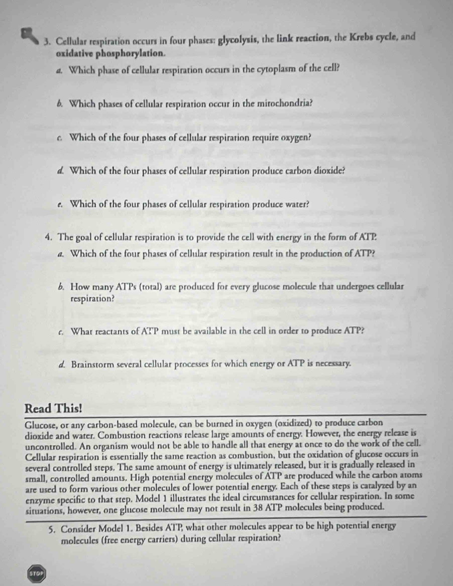 Cellular respiration occurs in four phases: glycolysis, the link reaction, the Krebs cycle, and 
oxidative phosphorylation. 
4. Which phase of cellular respiration occurs in the cytoplasm of the cell? 
6. Which phases of cellular respiration occur in the mirochondria? 
c. Which of the four phases of cellular respiration require oxygen? 
d. Which of the four phases of cellular respiration produce carbon dioxide? 
e. Which of the four phases of cellular respiration produce water? 
4. The goal of cellular respiration is to provide the cell with energy in the form of ATP
a. Which of the four phases of cellular respiration result in the production of ATP? 
6. How many ATPs (total) are produced for every glucose molecule that undergoes cellular 
respiration? 
r. What reactants of ATP must be available in the cell in order to produce ATP? 
d. Brainstorm several cellular processes for which energy or ATP is necessary. 
Read This! 
Glucose, or any carbon-based molecule, can be burned in oxygen (oxidized) to produce carbon 
dioxide and water. Combustion reactions release large amounts of energy. However, the energy release is 
uncontrolled. An organism would not be able to handle all that energy at once to do the work of the cell. 
Cellular respiration is essentially the same reaction as combustion, but the oxidation of glucose occurs in 
several controlled steps. The same amount of energy is ultimately released, but it is gradually released in 
small, controlled amounts. High potential energy molecules of ATP are produced while the carbon aroms 
are used to form various other molecules of lower potential energy. Each of these steps is catalyzed by an 
enzyme specific to that step. Model 1 illustrates the ideal circumstances for cellular respiration. In some 
situations, however, one glucose molecule may not result in 38 ATP molecules being produced. 
5. Consider Model 1. Besides ATP what other molecules appear to be high potential energy 
molecules (free energy carriers) during cellular respiration? 
STOP