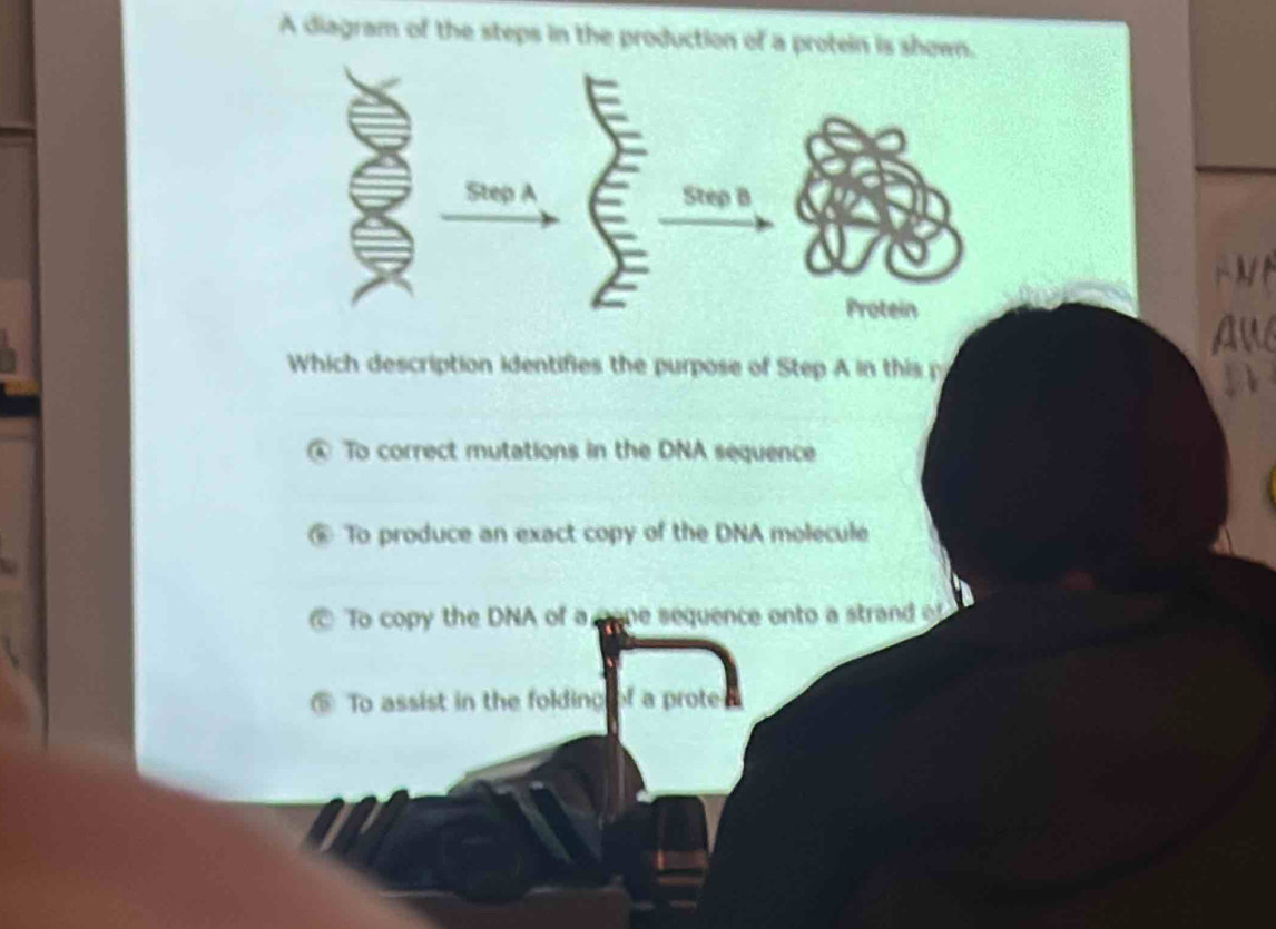 A diagram of the steps in the production of a protein is shown.
Aw
Which description identifies the purpose of Step A in this p
④ To correct mutations in the DNA sequence
@ To produce an exact copy of the DNA molecule
To copy the DNA of a pone sequence onto a strand of
⑤ To assist in the folding of a prote