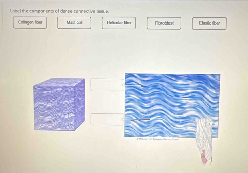 Label the components of dense connective tissue.
Collagen fiber Mast cell Reticular fiber Fibroblast Elastic fiber