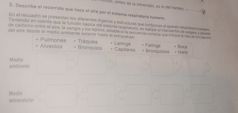 auto, antes de la inmersión, es el del hombre. 
5. Describe el recorrido que hace el aire por el sistema respiratorio humano.
En el recuadro se presentan los diferentes órganos y estructuras que conforman el aparato respiratorio humano.
Teniendo en cuenta que la función básica del sistema respiratorio, es realizar el intercambio de oxígeno y dióxido
de carbono entre el aire, la sangre y los tejidos, establece la secuencia correcta que indique la ruta de circulación
del aire desde el medio ambiente exterior hasta el extracelular.
Pulmones Tráquea Laringe Faringe Boca
Alveolos Bronquios Capilares Bronquiolos Nariz
Medio
ambiente
Medio
extracelular