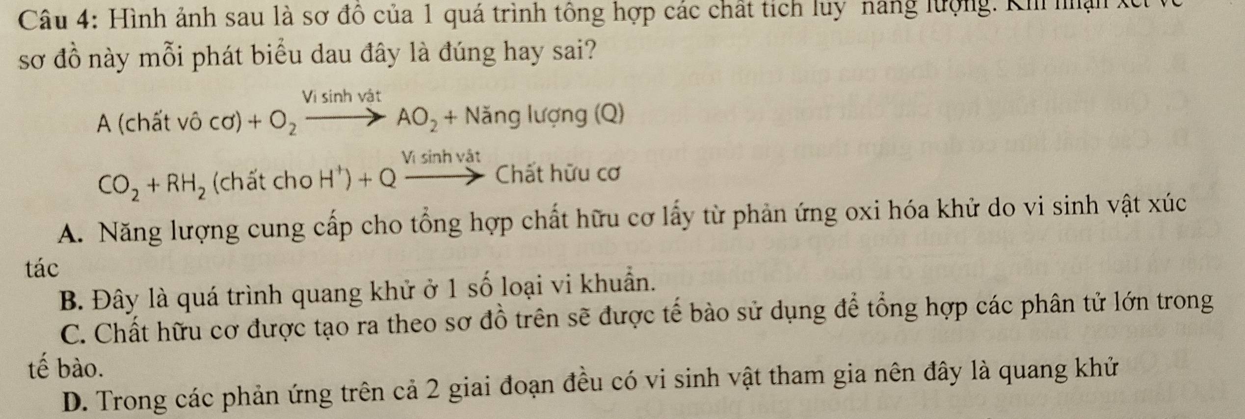 Hình ảnh sau là sơ đô của 1 quá trình tông hợp các chất tích luy năng lượng: Kh nận X
sơ đồ này mỗi phát biểu dau đây là đúng hay sai?
Vị sinh vật
A (chất vô CO)+O_2to AO_2+Nangluong(Q)
CO_2+RH_2 (chá itcho H^+)+Qxrightarrow Visin hvatChithi u cơ
A. Năng lượng cung cấp cho tổng hợp chất hữu cơ lấy từ phản ứng oxi hóa khử do vi sinh vật xúc
tác
B. Đây là quá trình quang khử ở 1 số loại vi khuẩn.
C. Chất hữu cơ được tạo ra theo sơ đồ trên sẽ được tế bào sử dụng để tổng hợp các phân tử lớn trong
tế bào.
D. Trong các phản ứng trên cả 2 giai đoạn đều có vi sinh vật tham gia nên đây là quang khử