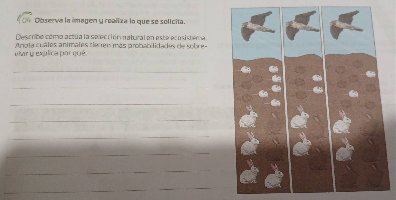 Observa la imagen y realiza lo que se solicita. 
Describe cómo actúa la selección natural en este ecosistema. 
Anota cuáles animales tienen más probabilidades de sobre- 
vivir y explica por qué. 
_ 
_ 
_ 
_ 
_ 
_ 
_ 
_