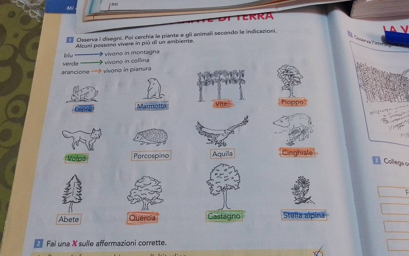 Mi 
ERRA 
Osserva i disegni. Poi cerchia le piante e gli animali secondo le indicazioni. 
Alcuni possono vivere in più di un ambiente. 
Osserva l’immagin 
blu vivono in montagna 
verde vivono in collina 
arancione vivono in pianura 
Lepre Marmotta 
Vite Pioppo 
Volpe Porcospino Aquila 
Cinghiale 
2 Collegao 
F 
Abete Quercia Castagno 
Stella alpina 
Fai una X sulle affermazioni corrette.