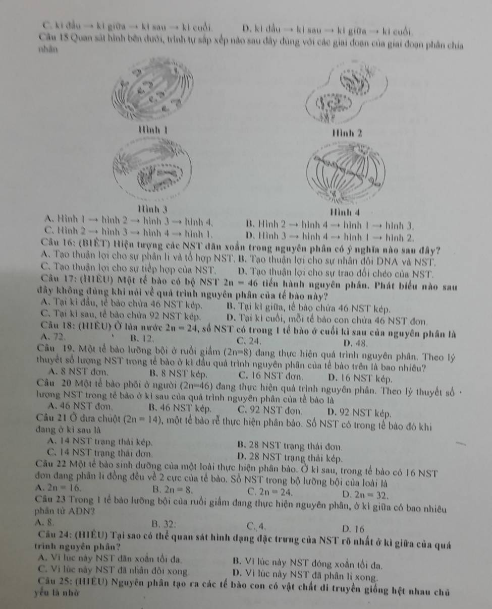 C. ki đầu → ki giữa → ki sau → kI cuối. D. ki đầu → ki sau → ki giữa → ki cuổi.
Câu 15 Quan sát hình bên dưới, trình tự sắp xếp nào sau đây đùng với các giai đoạn của giai đoạn phân chía
nhān
Hình 1 Hình 2
Hình 3 Hình 4
A. Hinh 1 → hinh 2 → hinh 3 → hinh 4, B. Hình 2 → hinh 4 → hinh 1 → hinh 3.
C. Hình 2 → hình 3 → hình 4 → hình 1. D. Hình 3 → hình 4 → hình 1 → hinh 2.
Câu 16: (BIÊT) Hiện tượng các NST dân xoắn trong nguyên phân có ý nghĩa nào sau đây?
A. Tạo thuận lợi cho sự phân li và tổ hợp NST. B. Tạo thuận lợi cho sự nhân đối DNA và NST.
C. Tạo thuận lợi cho sự tiếp hợp của NST. D. Tạo thuận lợi cho sự trao đổi chéo của NST.
Câu 17: (HIEU) Một tế bào có bộ NST 2n=46 tiển hành nguyên phân. Phát biểu nào sau
đây không đủng khi nói về quá trình nguyên phân của tế bào này?
A. Tại kỉ đầu, tế bảo chứa 46 NST kép. B. Tại kì giữa, tế bảo chứa 46 NST kép.
C. Tại ki sau, tế bảo chứa 92 NST kép. D. Tại ki cuối, mỗi tế bào con chứa 46 NST đơn.
Câu 18: (HIÊU) Ở lủa nước 2n=24 , số NST có trong 1 tế bào ở cuối kì sau của nguyên phân là
A. 72. B. 12. C. 24. D. 48.
Câu 19. Một tế bào lưỡng bội ở ruồi giắm (2n=8) đang thực hiện quá trình nguyên phân. Theo lý
thuyết số lượng NST trong tế bào ở kì đầu quả trình nguyên phân của tế bào trên là bao nhiêu?
A. 8 NST đơn. B. 8 NST kép. C. 16 NST đơn. D. 16 NST kép.
Câu 20 Một tế bảo phối ở người (2n=46) đang thực hiện quả trình nguyên phân. Theo lý thuyết số ·
lượng NST trong tế bảo ở kỉ sau của quả trình nguyên phân của tế bào là
A. 46 NST đơn. B. 46 NST kép. C. 92 NST đơn. D. 92 NST kép.
Câu 21 Ở dưa chuột (2n=14) 6, một tế bào rễ thực hiện phân bào. Số NST có trong tế bào đó khi
đang ở kì sau là
A. 14 NST trạng thái kép. B. 28 NST trạng thái đơn.
C. 14 NST trạng thái đơn D. 28 NST trạng thái kép.
Câu 22 Một tế bảo sinh dưỡng của một loài thực hiện phân bào. Ở kì sau, trong tế bào có 16 NST
đơn đang phân lĩ đồng đều về 2 cực của tế bào. Số NST trong bộ lưỡng bội của loài là
A. 2n=16. B. 2n=8. C. 2n=24. D. 2n=32.
Câu 23 Trong 1 tế bào lưỡng bội của ruồi giầm đang thực hiện nguyên phân, ở kì giữa có bao nhiêu
phần tử ADN?
A. 8. B. 32: C.4. D. 16
Cầu 24: (HIÊU) Tại sao có thể quan sát hình dạng đặc trưng của NST rõ nhất ở kì giữa của quá
trinh nguyên phân?
A. Vi lúc này NST dân xoắn tối đa, B. Vì lúc này NST đóng xoắn tối đa.
C. Vi lúc này NST đã nhân đồi xong D. Vì lúc này NST đã phân lị xong.
Câu 25: (HIEU) Nguyên phân tạo ra các tế bào con có vật chất di truyền giống hệt nhau chủ
yếu lā nhà