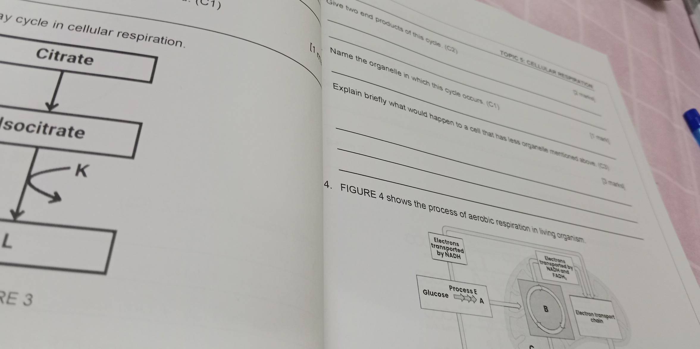 C7
_ 
Give two end products of this cycle. (C2 
y cycle in cellular respiration._ 
Citrate 
T O PIC 5: CELLULAR PE S PIrAtio N 
_Name the organelle in which this cycle occurs. (C 
maenica 
Isocitrate 
_ 
_Explain briefly what would happen to a cell that has less organelle mentioned above (C 
[T mark] 
K 
[3 marks] 
4. FIGURE 4 shows the process of aerobic respiration in living organism 
L 
_ 
Electrons 
transported 
by NADH 
Process E 
RE 3 — A 
Glucose B Electron transport 
chain