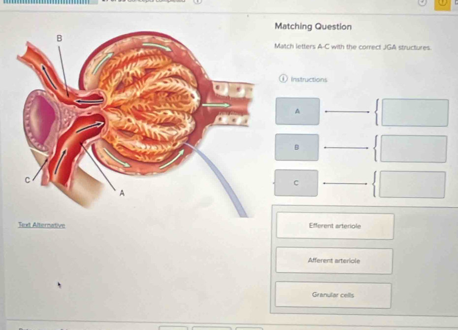 Matching Question
Match letters A-C with the correct JGA structures.
Instructions
A
B
C
Efferent arteriole
Afferent arteriole
Granular cells