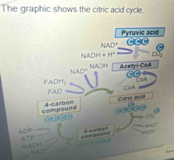 The graphic shows the citric acid cycle. 
Pyruvic acid 
NAD so
NADH+H^+
Coverline CO_2
NAD* NADH Acetyl-CoA 
CC
FADH_2 CoA 
FAD CoA
4 -carbon Citric acid 
compound 
noce a
CD
ADP 5 -carbon 
ATP NAD* 
compound NADH 
NADH 
NAO Sav