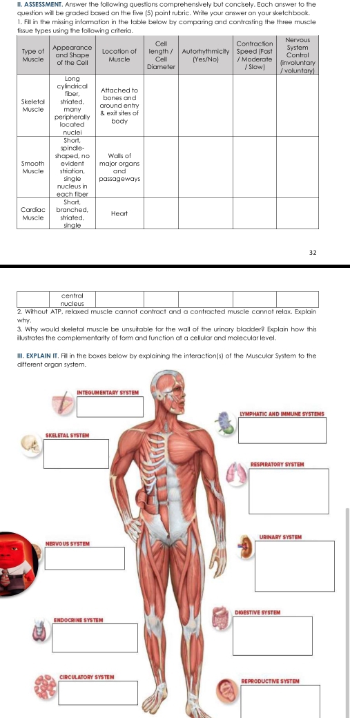 ASSESSMENT. Answer the following questions comprehensively but concisely. Each answer to the 
question will be graded based on the five (5) point rubric. Write your answer on your sketchbook. 
1. Fill in the missing information in the table below by comparing and contrasting the three muscle 
32 
central 
nucleus 
2. Without ATP, relaxed muscle cannot contract and a contracted muscle cannot relax, Explain 
why . 
3. Why would skeletal muscle be unsuitable for the wall of the urinary bladder? Explain how this 
illustrates the complementarity of form and function at a cellular and molecular level. 
III. EXPLAIN IT. Fill in the boxes below by explaining the interaction(s) of the Muscular System to the 
d