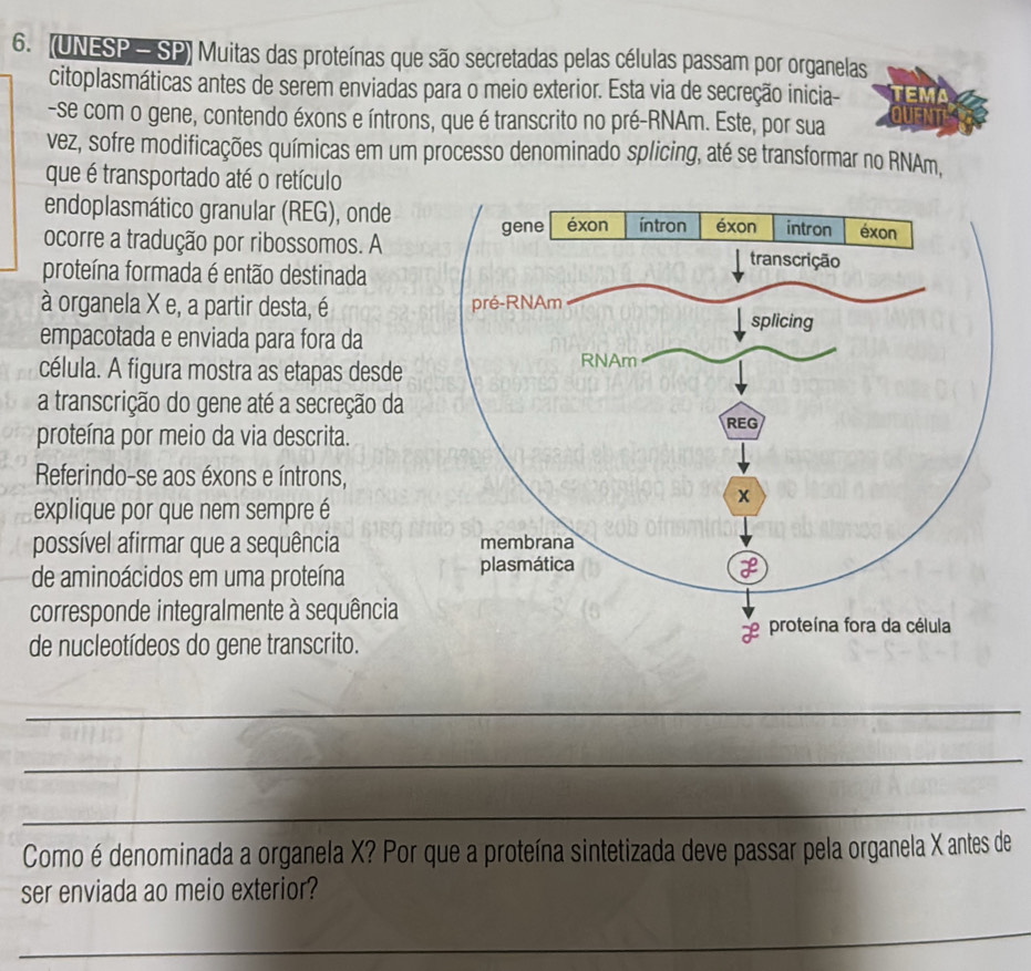 (UNESP - SP) Muitas das proteínas que são secretadas pelas células passam por organelas 
citoplasmáticas antes de serem enviadas para o meio exterior. Esta via de secreção inicia- 
-se com o gene, contendo éxons e íntrons, que é transcrito no pré-RNAm. Este, por sua 
vez, sofre modificações químicas em um processo denominado splicing, até se transformar no RNAm, 
que é transportado até o retículo 
endoplasmático granular (REG), onde 
ocorre a tradução por ribossomos. A 
proteína formada é então destinada 
à organela X e, a partir desta, é 
empacotada e enviada para fora da 
célula. A figura mostra as etapas desde 
a transcrição do gene até a secreção da 
proteína por meio da via descrita. 
Referindo-se aos éxons e íntrons, 
explique por que nem sempre é 
possível afirmar que a sequência 
de aminoácidos em uma proteína 
corresponde integralmente à sequência 
de nucleotídeos do gene transcrito. 
_ 
_ 
_ 
Como é denominada a organela X? Por que a proteína sintetizada deve passar pela organela X antes de 
ser enviada ao meio exterior? 
_