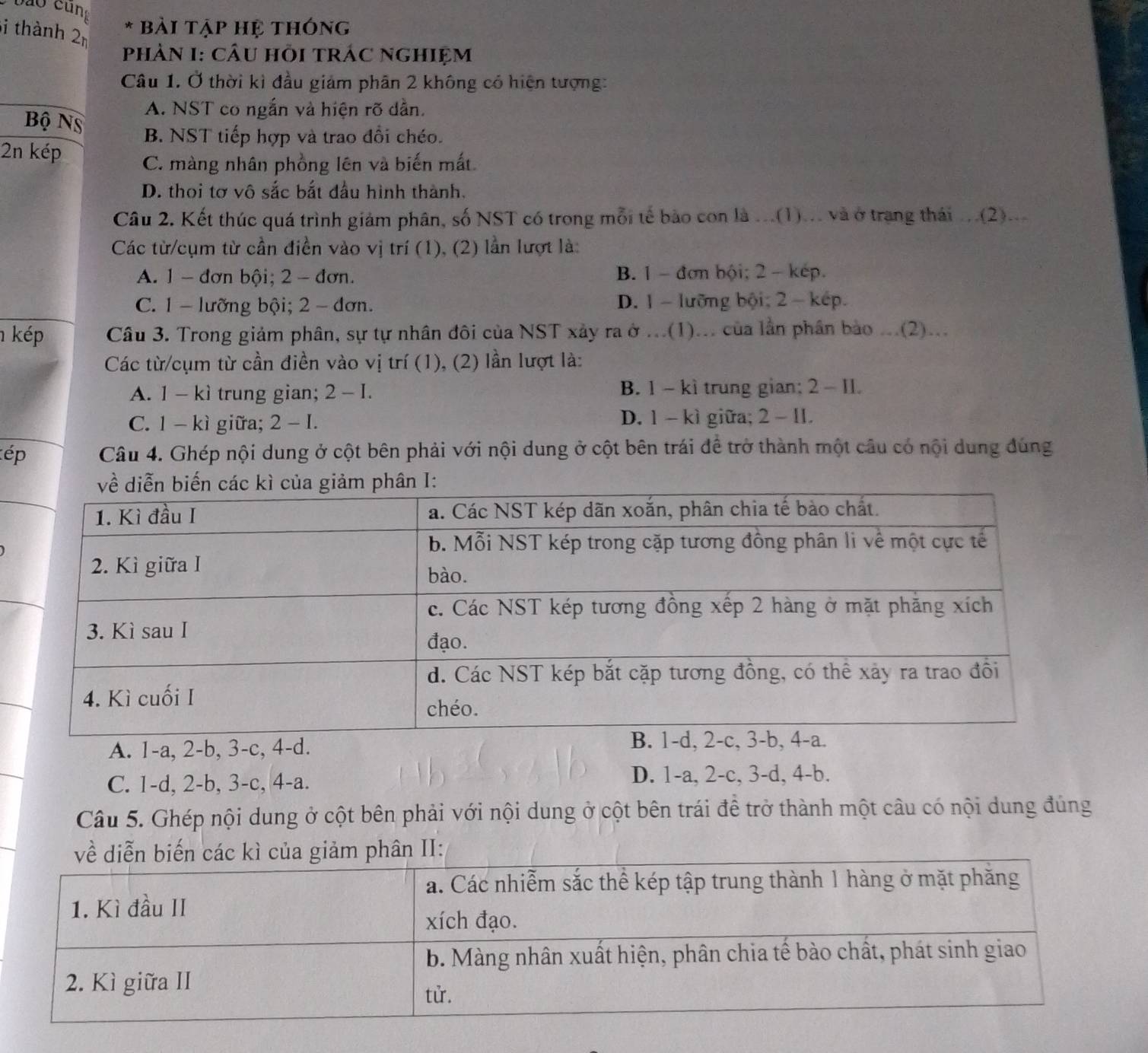 thành 2m
* bài tập hệ thóng
PhảN I: CÂU HÕI trÁC nghiệm
Câu 1. Ở thời kì đầu giám phân 2 không có hiện tượng:
A. NST co ngắn và hiện rõ dẫn.
Bộ Nỹ
B. NST tiếp hợp và trao đổi chéo.
2n kép C. màng nhân phồng lên và biến mắt.
D. thọi tơ vô sắc bắt đầu hình thành.
Câu 2. Kết thúc quá trình giám phân, số NST có trong mỗi tế bào con là ...(1)... và ở trang thái ...(2)...
Các từ/cụm từ cần điền vào vị trí (1), (2) lần lượt là:
A. 1 - đơn bội; 2 - đơn. B. 1 - đơn bội; 2 - kếp.
C. 1 - lưỡng bội; 2 - đơn. D. 1 -lưỡng bội; 2  - kép.
kép Câu 3. Trong giảm phân, sự tự nhân đôi của NST xảy ra ở ...(1)... của lần phần bảo ...(2)...
Các từ/cụm từ cần điền vào vị trí (1), (2) lần lượt là:
A. 1 - kì trung gian; 2 - I. B. 1 - kì trung gian; 2 - II.
C. 1 - kì giữa; 2- I. D. 1 - kì giữa; 2- II.
ép Câu 4. Ghép nội dung ở cột bên phải với nội dung ở cột bên trái đề trở thành một câu có nội dung đúng
A. 1-a, 2-b, 3-c, 4-d.
C. 1-d, 2-b, 3-c, 4-a. D. 1-a, 2-c, 3-d, 4-b.
Câu 5. Ghép nội dung ở cột bên phải với nội dung ở cột bên trái đề trở thành một câu có nội dung đúng
phân II: