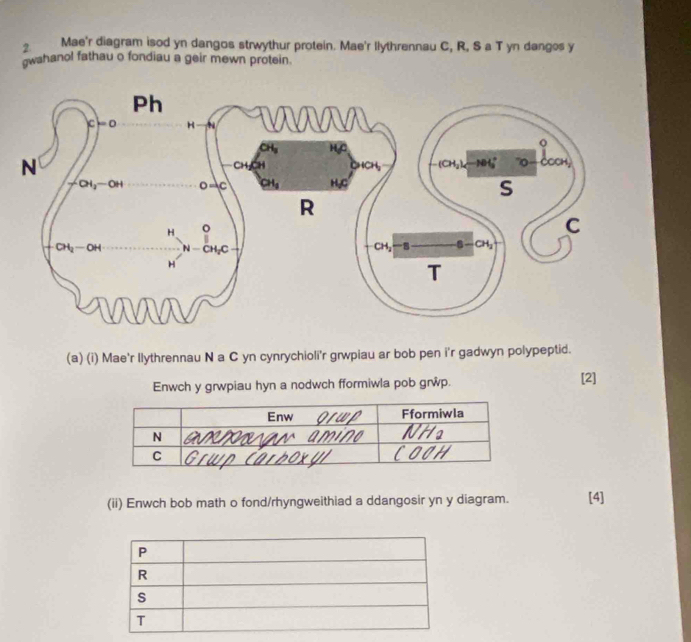 Mae'r diagram isod yn dangos strwythur protein. Mae'r llythrennau C, R, S a T yn dangos y
gwahanol fathau o fondiau a geir mewn protein.
(a) (i) Mae'r llythrennau N a C yn cynrychioli'r grwpiau ar bob pen i'r gadwyn polypeptid.
Enwch y grwpiau hyn a nodwch fformiwla pob grŵp. [2]
(ii) Enwch bob math o fond/rhyngweithiad a ddangosir yn y diagram. [4]