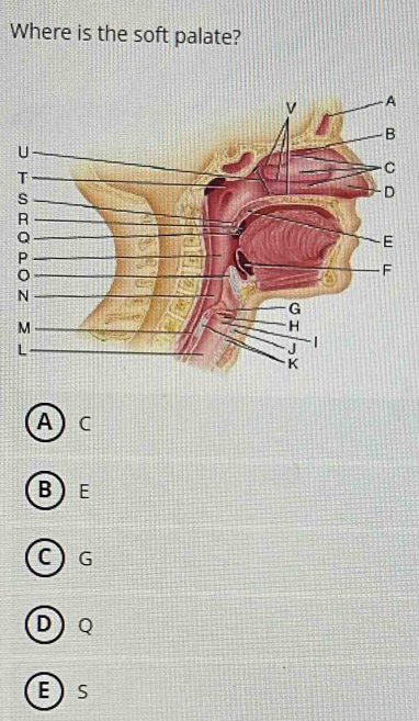 Where is the soft palate?
A C
BE
C) G
D) Q
Es