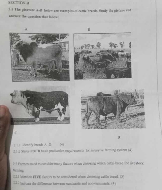 Solved: 2.1 The piocture A-D below are examples of cattle breeds. Study ...