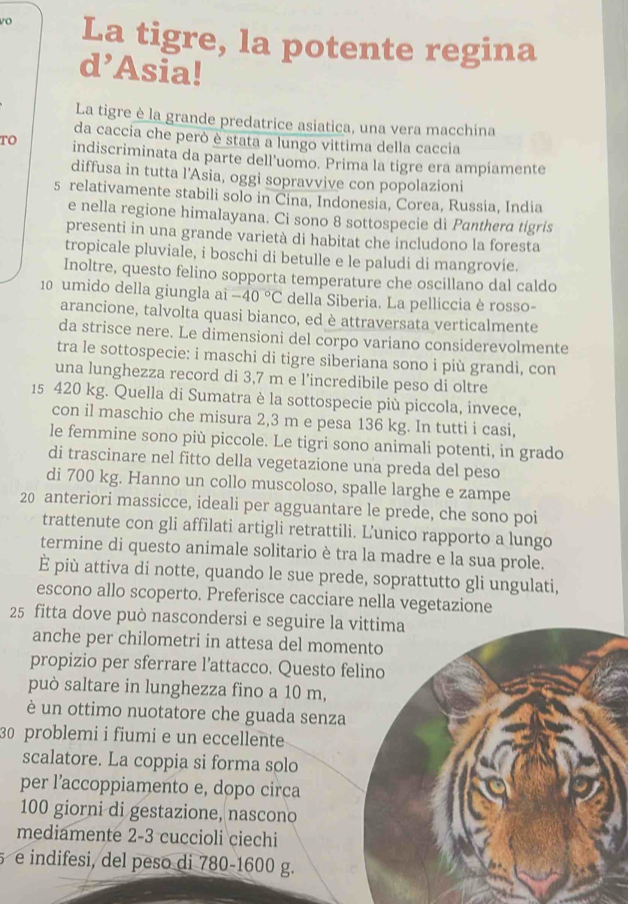 vo La tigre, la potente regina
d’Asia!
La tigre è la grande predatrice asiatica, una vera macchina
da caccia che però è stata a lungo vittima della caccia
to indiscriminata da parte dell’uomo. Prima la tigre era ampiamente
diffusa in tutta l'Asia, oggi sopravvive con popolazioni
5 relativamente stabili solo in Cina, Indonesia, Corea, Russia, India
e nella regione himalayana. Ci sono 8 sottospecie di Panthera tigris
presenti in una grande varietà di habitat che includono la foresta
tropicale pluviale, i boschi di betulle e le paludi di mangrovie.
Inoltre, questo felino sopporta temperature che oscillano dal caldo
10 umido della giungla ai -40°C della Siberia. La pelliccia è rosso-
arancione, talvolta quasi bianco, ed è attraversata verticalmente
da strisce nere. Le dimensioni del corpo variano considerevolmente
tra le sottospecie: i maschi di tigre siberiana sono i più grandi, con
una lunghezza record di 3,7 m e l’incredibile peso di oltre
15 420 kg. Quella di Sumatra è la sottospecie più piccola, invece,
con il maschio che misura 2,3 m e pesa 136 kg. In tutti i casi,
le femmine sono più piccole. Le tigri sono animali potenti, in grado
di trascinare nel fitto della vegetazione una preda del peso
di 700 kg. Hanno un collo muscoloso, spalle larghe e zampe
20 anteriori massicce, ideali per agguantare le prede, che sono poi
trattenute con gli affilati artigli retrattili. L’unico rapporto a lungo
termine di questo animale solitario è tra la madre e la sua prole.
È più attiva di notte, quando le sue prede, soprattutto gli ungulati,
escono allo scoperto. Preferisce cacciare nella vegetazione
25 fitta dove può nascondersi e seguire la vittima
anche per chilometri in attesa del mom
propizio per sferrare l’attacco. Questo f
può saltare in lunghezza fino a 10 m,
è un ottimo nuotatore che guada senza
30 problemi i fiumi e un eccellente
scalatore. La coppia si forma solo
per l’accoppiamento e, dopo circa
100 giorni di gestazione, nascono
mediamente 2-3 cuccioli ciechi
e indifesi, del peso di 780-1600 g.