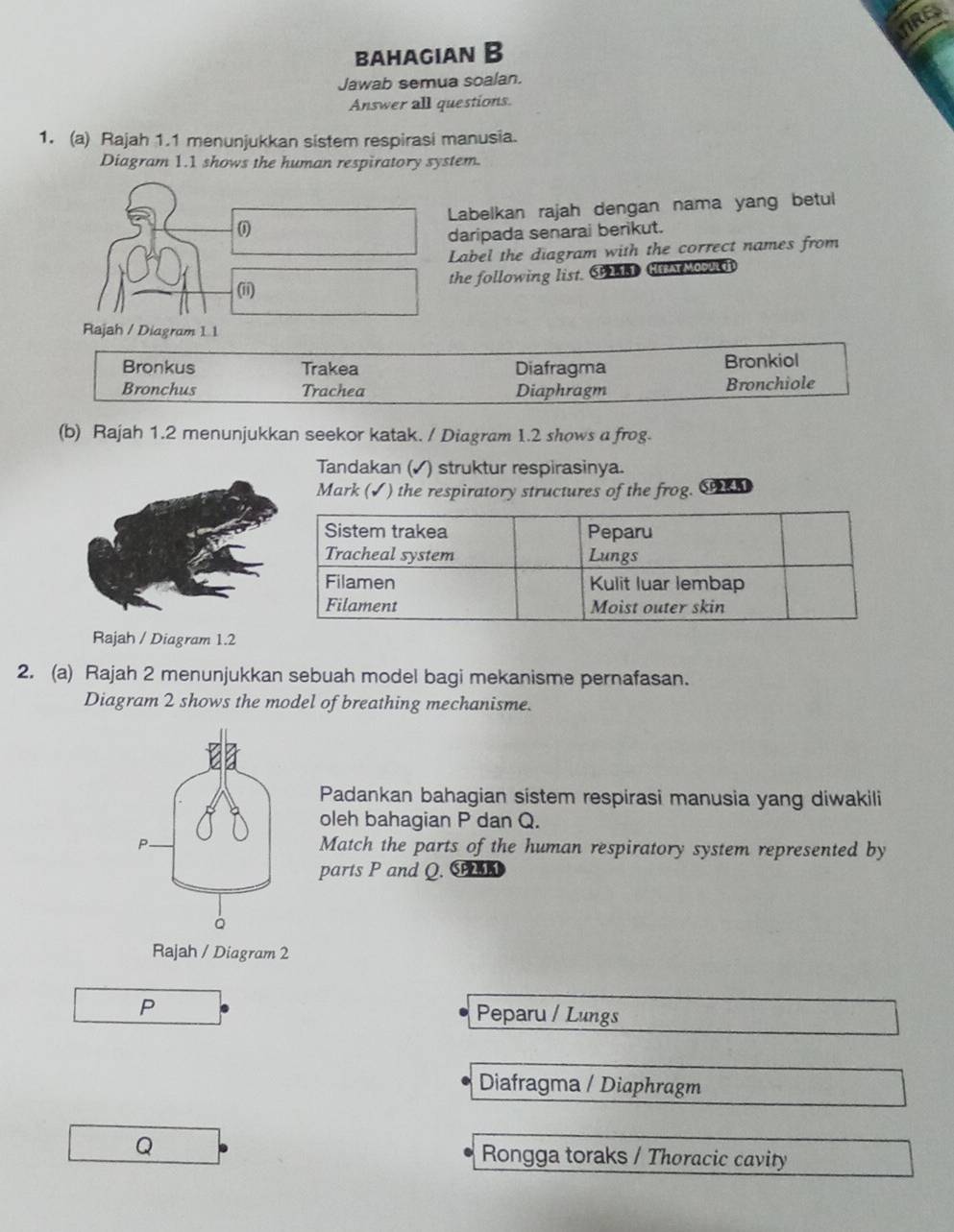 TIRES
bahagian B
Jawab semua soalan.
Answer all questions.
1. (a) Rajah 1.1 menunjukkan sistem respirasi manusia.
Diagram 1.1 shows the human respiratory system.
Labelkan rajah dengan nama yang betul
0
daripada senarai berikut.
Label the diagram with the correct names from
the following list. 3 LID HrA Moa i
(ii)
Rajah / Diagram 1 1
Bronkus Trakea Diafragma Bronkiol
Bronchus Trachea Diaphragm Bronchiole
(b) Rajah 1.2 menunjukkan seekor katak. / Diagram 1.2 shows a frog.
Tandakan (✓) struktur respirasinya.
Mark (✓) the respiratory structures of the frog. SD
Sistem trakea Peparu
Tracheal system Lungs
Filamen Kulit luar lembap
Filament Moist outer skin
Rajah / Diagram 1.2
2. (a) Rajah 2 menunjukkan sebuah model bagi mekanisme pernafasan.
Diagram 2 shows the model of breathing mechanisme.
Padankan bahagian sistem respirasi manusia yang diwakili
oleh bahagian P dan Q.
Match the parts of the human respiratory system represented by
parts P and Q. C
Rajah / Diagram 2
P Peparu / Lungs
Diafragma / Diaphragm
Q
Rongga toraks / Thoracic cavity