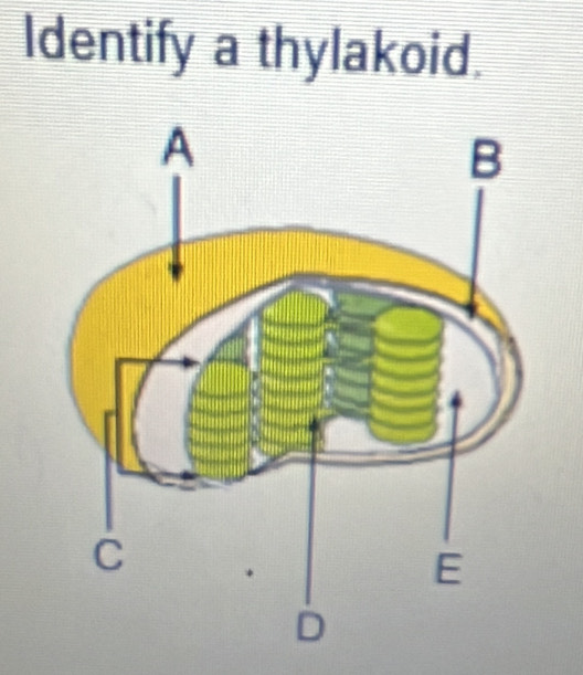 Identify a thylakoid.