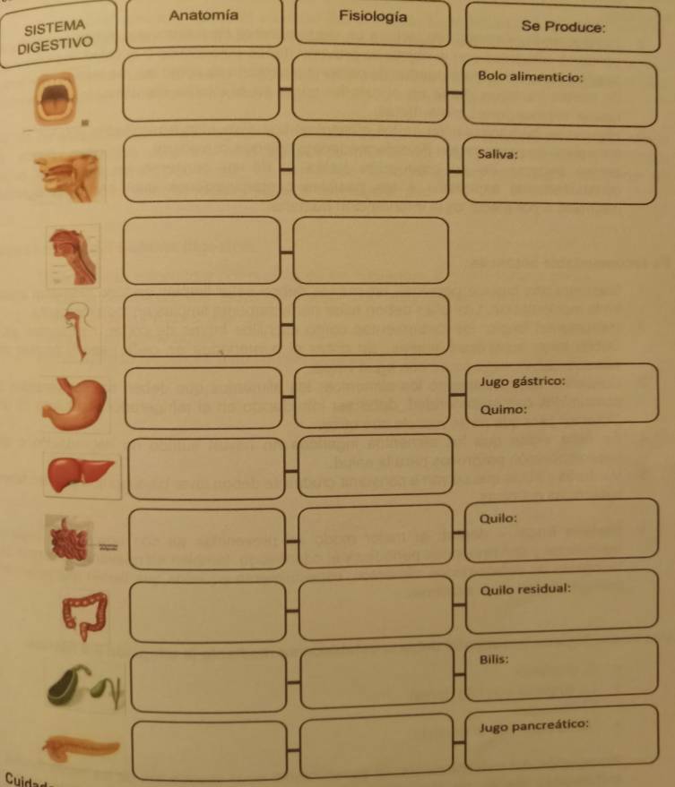 Anatomía Fisiología 
SISTEMA Se Produce: 
DIGESTIVO 
Bolo alimenticio: 
Saliva: 
Jugo gástrico: 
Quimo: 
Quilo: 
= 
Quilo residual: 
Bilis: 
Jugo pancreático: 
Cuid