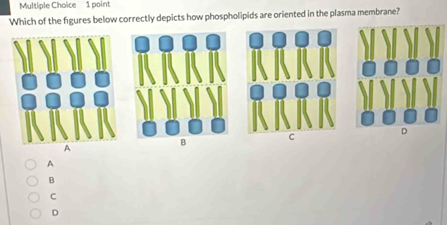 Which of the figures below correctly depicts how phospholipids are oriented in the plasma membrane?
B
A
B
C
D