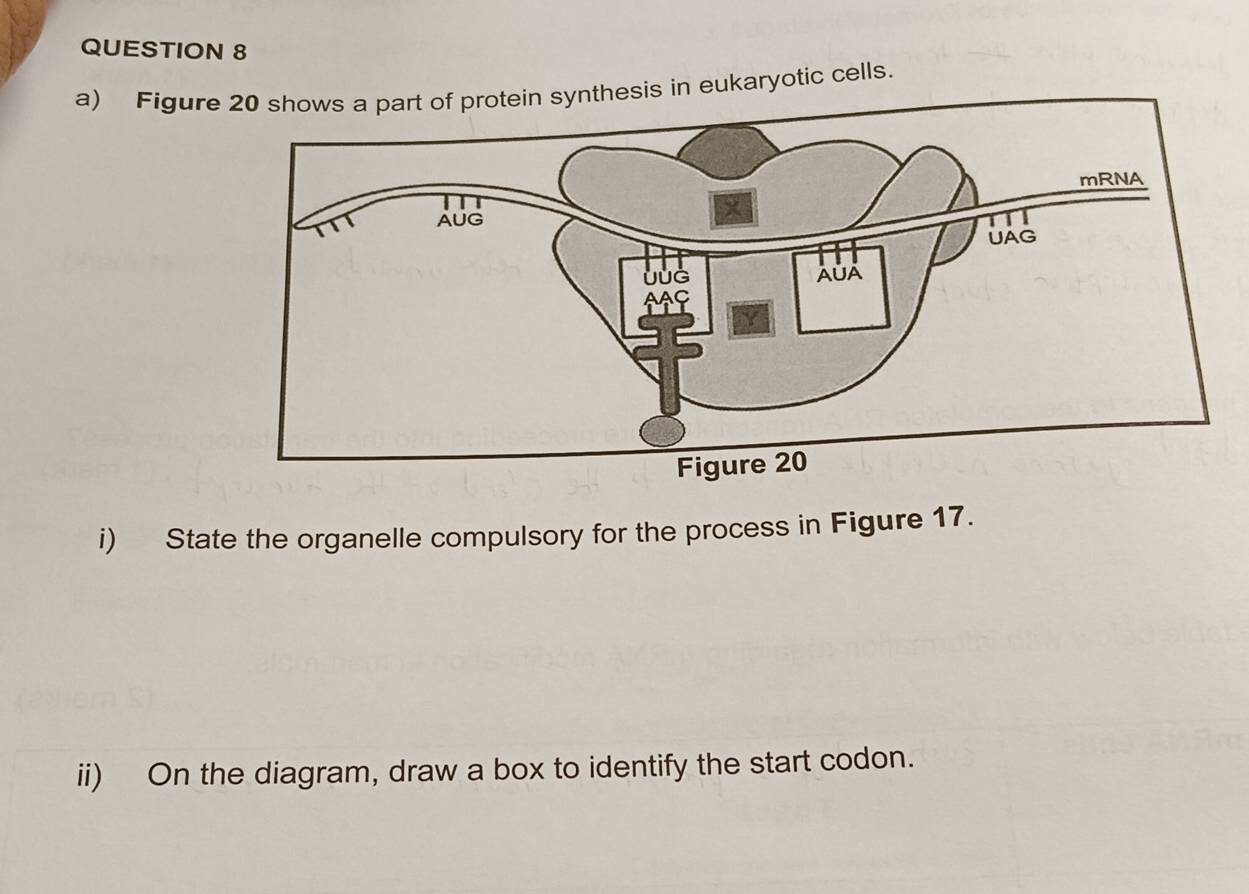 Figursynthesis in eukaryotic cells. 
i) State the organelle compulsory for the process in Figure 17. 
ii) On the diagram, draw a box to identify the start codon.