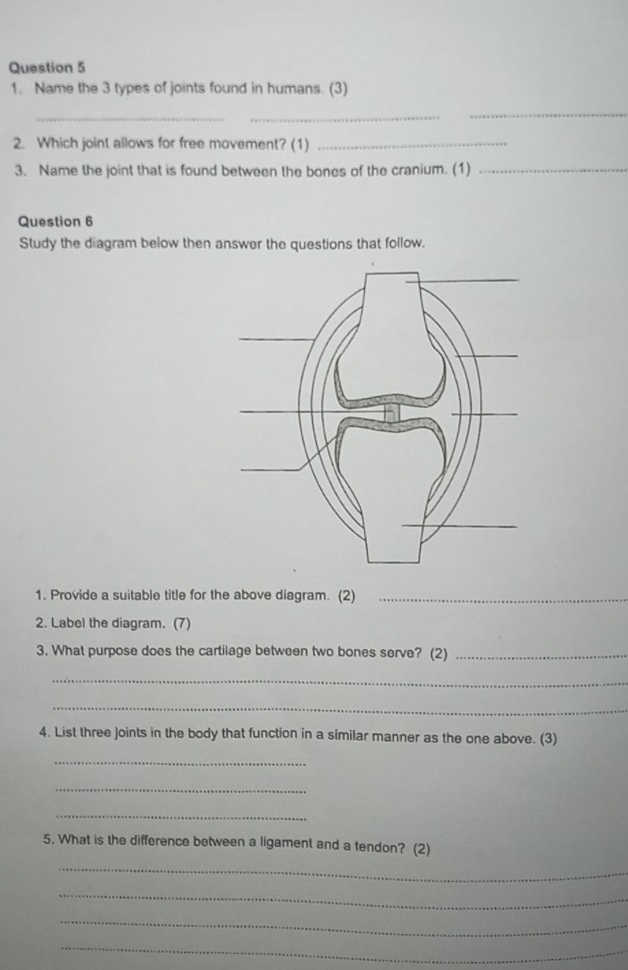 Name the 3 types of joints found in humans. (3) 
_ 
_ 
_ 
2. Which joint allows for free movement? (1)_ 
3. Name the joint that is found between the bones of the cranium. (1)_ 
Question 6 
Study the diagram below then answer the questions that follow. 
1. Provide a suitable title for the above diagram. (2)_ 
2. Label the diagram. (7) 
3. What purpose does the cartilage between two bones serve? (2)_ 
_ 
_ 
4. List three joints in the body that function in a similar manner as the one above. (3) 
_ 
_ 
_ 
5. What is the difference between a ligament and a tendon? (2) 
_ 
_ 
_ 
_