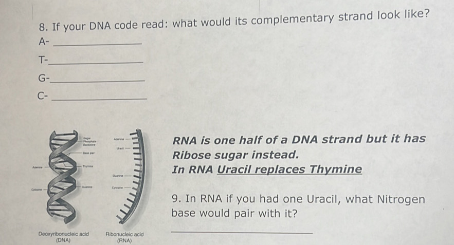 If your DNA code read: what would its complementary strand look like? 
A-_ 
T-_ 
G-_ 
C-_ 
RNA is one half of a DNA strand but it has 
Ribose sugar instead. 
In RNA Uracil replaces Thymine 
9. In RNA if you had one Uracil, what Nitrogen 
base would pair with it? 
Deoxyribonucleic acid Ribonucleic acid 
_ 
(DNA) (RNA)