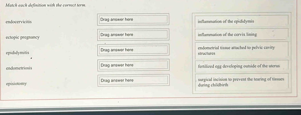 Match each definition with the correct term.
endocervicitis Drag answer here inflammation of the epididymis
ectopic pregnancy Drag answer here inflammation of the cervix lining
epididymitis Drag answer here
endometrial tissue attached to pelvic cavity
structures
endometriosis Drag answer here fertilized egg developing outside of the uterus
Drag answer here surgical incision to prevent the tearing of tissues
episiotomy
during childbirth