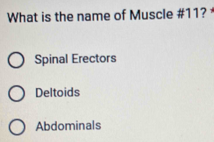 What is the name of Muscle # 11? *
Spinal Erectors
Deltoids
Abdominals