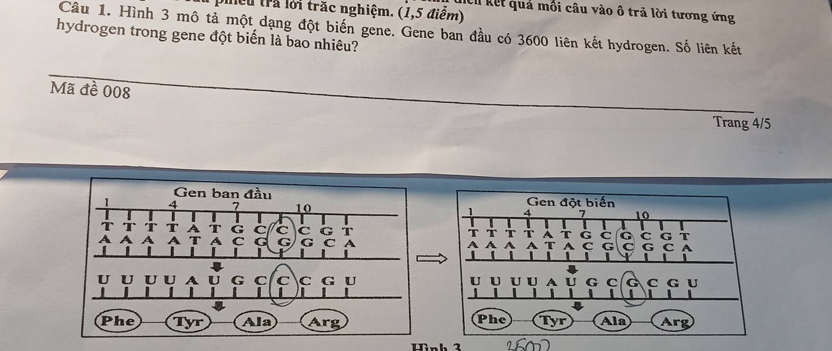 ie u ra lời trắc nghiệm. (1,5 điểm) 
Hel kết quả mỗi câu vào ô trả lời tương ứng 
Câu 1. Hình 3 mô tả một dạng đột biến gene. Gene ban đầu có 3600 liên kết hydrogen. Số liên kết 
hydrogen trong gene đột biến là bao nhiêu? 
Mã đề 008
Trang 4/5
Wình 3