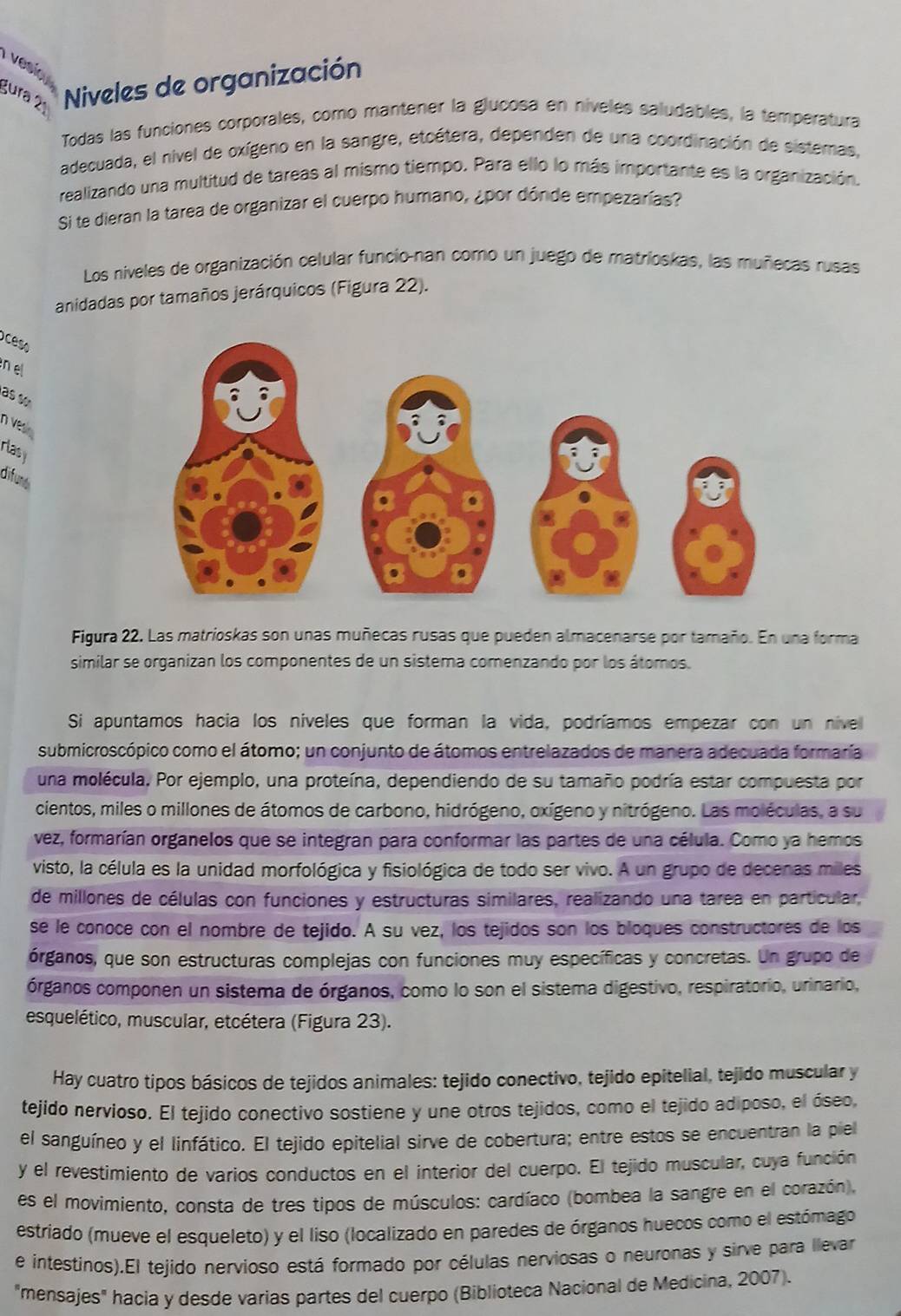 vesio 
gura 2ª  Niveles de organización
Todas las funciones corporales, como mantener la glucosa en nívelés saludables, la temperatura
adecuada, el nivel de oxígeno en la sangre, etcétera, dependen de una coordinación de sistemas,
realizando una multitud de tareas al mismo tiempo. Para ello lo más importante es la organización.
Si te dieran la tarea de organizar el cuerpo humano, ¿por dónde empezarías?
Los niveles de organización celular funcio-nan como un juego de matrioskas, las muñecas rusas
anidadas por tamaños jerárquicos (Figura 22).
oceso
enel
as số
n vesn 
rlasy
difuné
Figura 22. Las matrioskas son unas muñecas rusas que pueden almacenarse por tamaño. En una forma
similar se organizan los componentes de un sistema comenzando por los átomos.
Si apuntamos hacia los niveles que forman la vida, podríamos empezar con un nivel
submicroscópico como el átomo; un conjunto de átomos entrelazados de manera adecuada formaría
una molécula. Por ejemplo, una proteína, dependiendo de su tamaño podría estar compuesta por
cientos, miles o millones de átomos de carbono, hidrógeno, oxígeno y nitrógeno. Las moléculas, a su
vez, formarían organelos que se integran para conformar las partes de una célula. Como ya hemos
visto, la célula es la unidad morfológica y fisiológica de todo ser vivo. A un grupo de decenas miles
de millones de células con funciones y estructuras similares, realizando una tarea en particular,
se le conoce con el nombre de tejido. A su vez, los tejidos son los bloques constructores de los
órganos, que son estructuras complejas con funciones muy específicas y concretas. Un grupo de
órganos componen un sistema de órganos, como lo son el sistema digestivo, respiratorio, urinario,
esquelético, muscular, etcétera (Figura 23).
Hay cuatro tipos básicos de tejidos animales: tejido conectivo, tejido epitelial, tejido muscular y
tejido nervioso. El tejido conectivo sostiene y une otros tejidos, como el tejido adiposo, el óseo,
el sanguíneo y el linfático. El tejido epitelial sirve de cobertura; entre estos se encuentran la piel
y el revestimiento de varios conductos en el interior del cuerpo. El tejido muscular, cuya función
es el movimiento, consta de tres tipos de músculos: cardíaco (bombea la sangre en el corazón),
estriado (mueve el esqueleto) y el liso (localizado en paredes de órganos huecos como el estómago
e intestinos).El tejido nervioso está formado por células nerviosas o neuronas y sirve para llevar
"mensajes" hacia y desde varias partes del cuerpo (Biblioteca Nacional de Medicina, 2007).