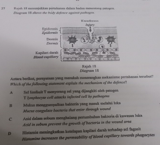 Rajah 18 menunjukkan pertahanan dalam badan menentang patogen.
Diagram 18 shows the body defence against pathogen.
Rajah 18
Diagram 18
Antara berikut, pernyataan yang manakah menerangkan mekanisme pertahanan tersebut?
Which of the following statement explain the mechanism of the defence?
A SeI limfosit T menyerang sel yang dijangkiti oleh patogen
T lymphocyte cell attacks infected cell by pathogens
B Mukus menggumpalkan bakteria yang masuk melalui luka
Mucus coagulate bacteria that enter through wound
C Asid dalam sebum menghalang pertumbuhan bakteria di kawasan luka
Acid in sebum prevent the growth of bacteria in the wound area
D Histamin meningkatkan ketelapan kapilari darah terhadap sel fagosit
Histamine increases the permeability of blood capillary towards phagocytes