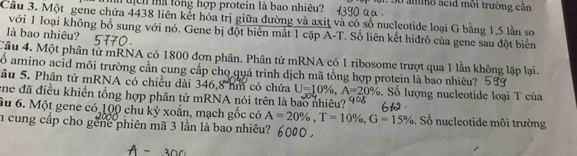 30 amino acid môi trường cân 
uch ma tong hợp protein là bao nhiêu? 1390 αα . 
Câu 3. Một gene chứa 4438 liên kết hóa trị giữa đường và axiţ và có số nucleotide loại G bằng 1,5 lần sơ 
với 1 loại không bổ sung với nó. Gene bị đột biển mất 1 cặp A-T. Số liên kết hiđrô của gene sau đột biến 
là bao nhiêu? 
Câu 4. Một phân tử mRNA có 1800 đơn phân. Phân tử mRNA có 1 ribosome trượt qua 1 lần không lặp lại. 
ố amino acid môi trường cần cung cấp cho quá trình dịch mã tổng hợp protein là bao nhiêu? 
âu 5. Phân tử mRNA có chiều dài 346,8 hm có chứa U=10% , A=20%. Số lượng nucleotide loại T của 
ene đã điều khiển tổng hợp phân tử mRNA nói trên là bao nhiêu? 
ầu 6. Một gene có 100 chu kỳ xoắn, mạch gốc có A=20% , T=10% , G=15%. Số nucleotide môi trường 
n cung cấp cho gêne phiên mã 3 lần là bao nhiêu?