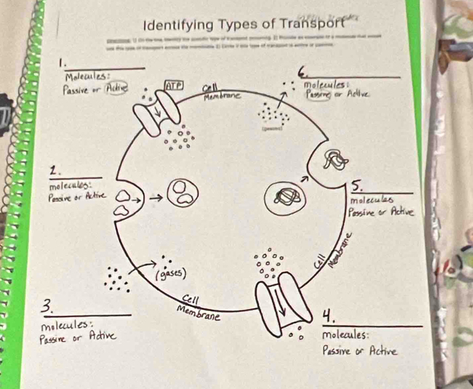 Identifying Types of Transport