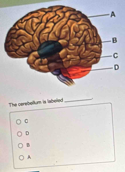 The cerebellum is labeled
_
C
D
B
A