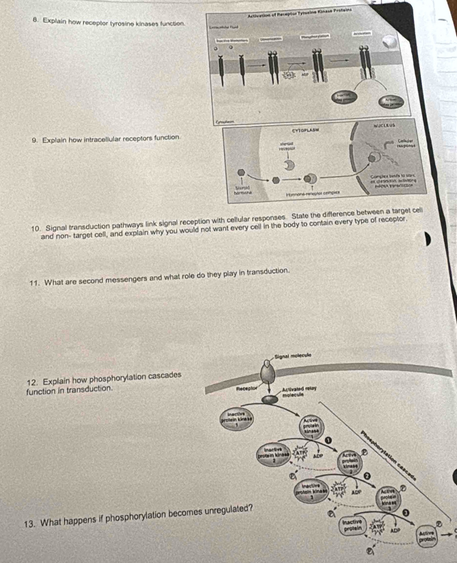 Explain how receptor tyrosine kinases function.
9. Explain how intracellular receptors function
10. Signal transduction pathways link signal reception with cellular responses. State the 
and non- target cell, and explain why you would not want every cell in the body to contain every type of receptor.
11. What are second messengers and what role do they play in transduction.
12. Explain how phosphorylation cascades
function in transduction.
13. What happens if phosphorylation becom