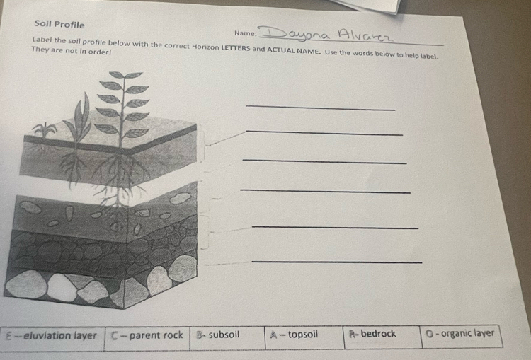 Soil Profile
Name:
_
Label the soil profile below with the correct Horizon LETTERS and ACTUAL NAME. Use the words below to help label.
They are not in order!
_
_
_
_
_
_
ε — eluviation layer C — parent rock B、subsoil topsoil A bedrock O - organic layer