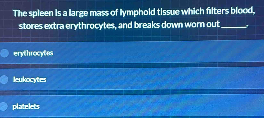 The spleen is a large mass of lymphoid tissue which filters blood,
stores extra erythrocytes, and breaks down worn out_
erythrocytes
leukocytes
platelets